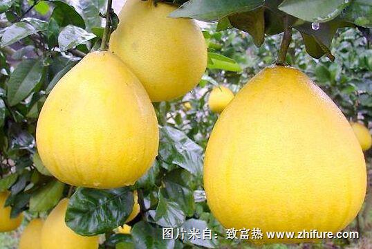 種一畝柚子能賺多少錢？種柚子的成本和利潤(rùn)