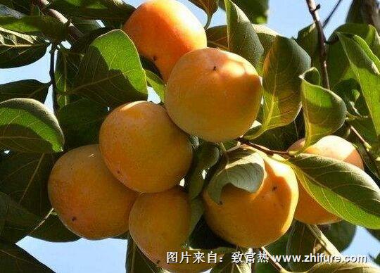 種一畝柿子能賺多少錢？種柿子的成本和利潤