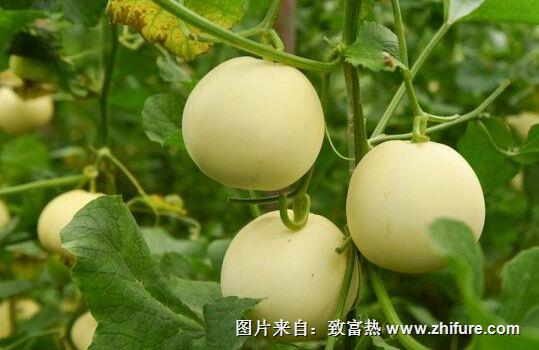 種一畝香瓜能賺多少錢？種香瓜的成本和利潤