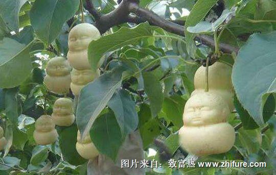 種一畝人參果能賺多少錢？種人參果的成本和利潤