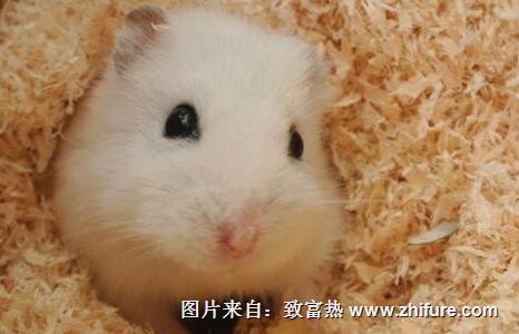 飼養(yǎng)倉(cāng)鼠的方法