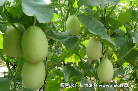 種一畝甜瓜能賺多少錢？種甜瓜的成本和利潤