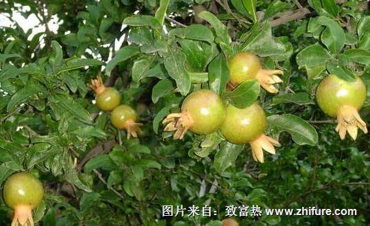 種一畝石榴能賺多少錢？種石榴的成本和利潤