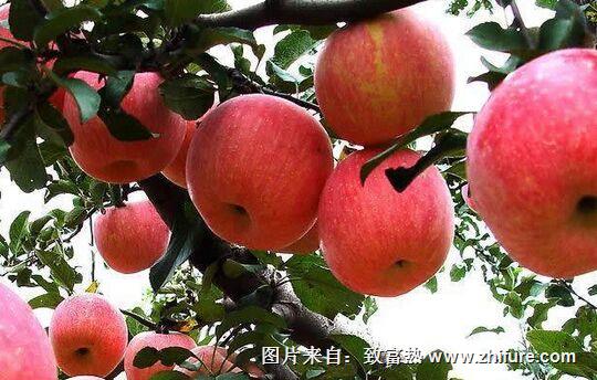 種一畝蘋果能賺多少錢?種蘋果的成本和利潤