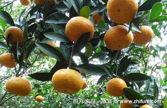 種一畝柑桔能賺多少錢？種柑桔的成本和利潤