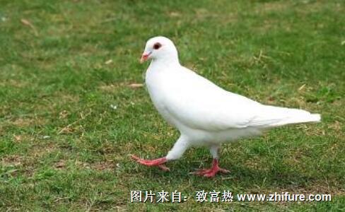 鴿糞如何處理？