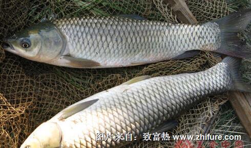 草魚(yú)出血病的防治