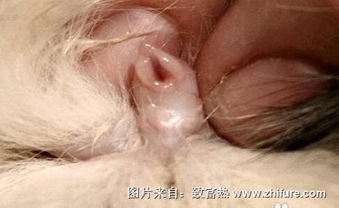 教你分辨公兔母兔