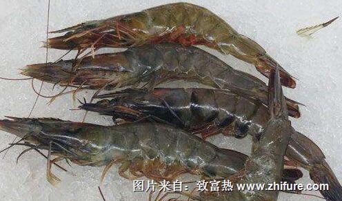 青蝦飼料配方