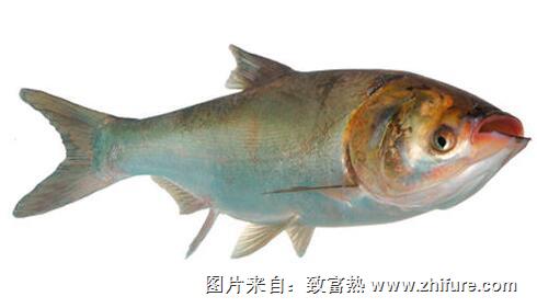 鰱魚養殖技術