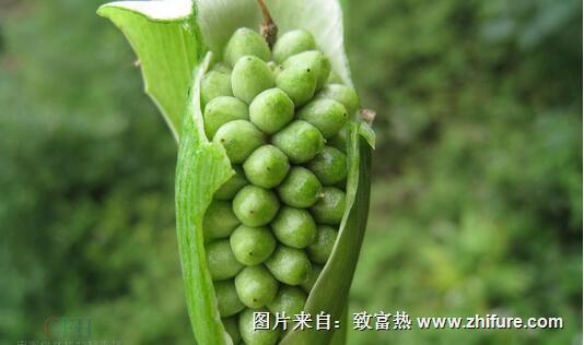 2017種半夏賺錢(qián)嗎？2017種半夏前景及市場(chǎng)價(jià)格行情分析