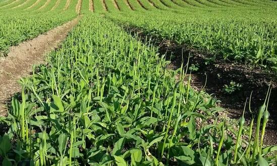 2017種植半夏的前景和市場價格行情