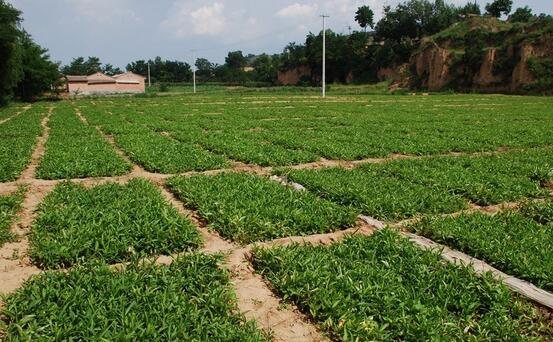 半夏的種植技術