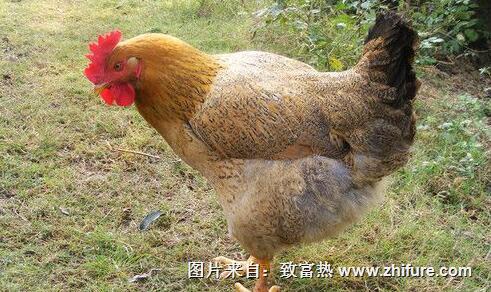 家禽雞馬立克氏病的防治