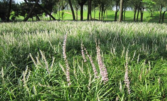 2017種麥冬賺錢嗎？