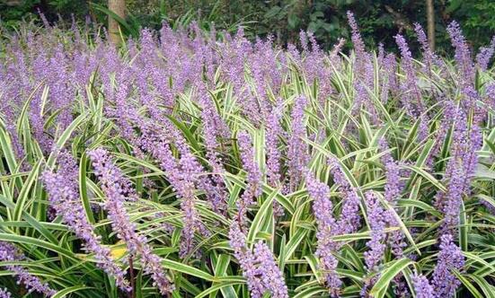 致富案例：黃靖種植麥冬 提高技術增收致富