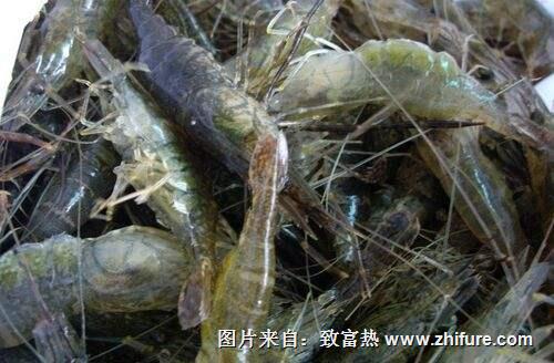 養一畝河蝦能賺多少錢？養河蝦的成本和利潤