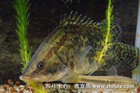 養(yǎng)一畝鱖魚能賺多少錢？養(yǎng)鱖魚的成本和利潤