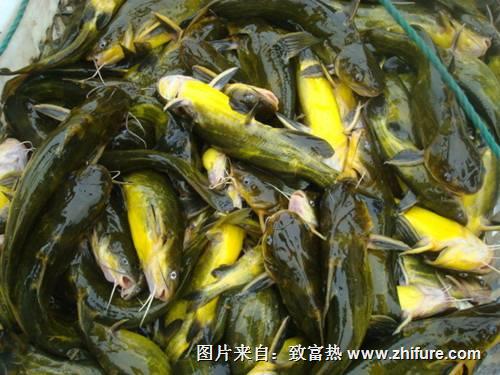 養一畝黃顙魚能賺多少錢？養黃顙魚的成本和利潤