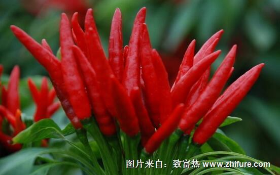 三櫻椒種植新技術(shù)