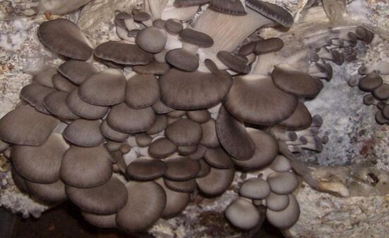 2017種平菇賺錢嗎?