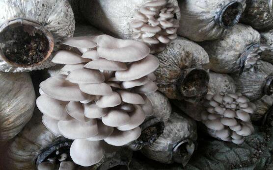 2017種植平菇的前景和市場價格行情