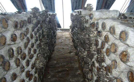 平菇的種植技術