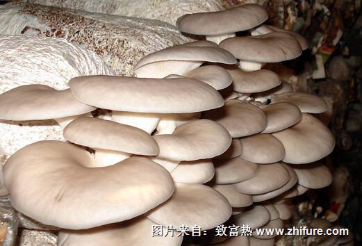 2017種平菇賺錢嗎？2017種平菇前景及市場價格行情分析