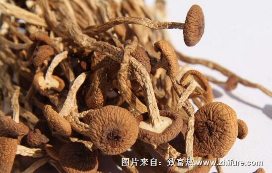 2017種茶樹菇賺錢嗎？2017種茶樹菇前景及市場價格行情分析