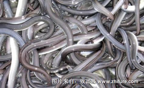 養一畝鰻魚能賺多少錢？養鰻魚的成本和利潤