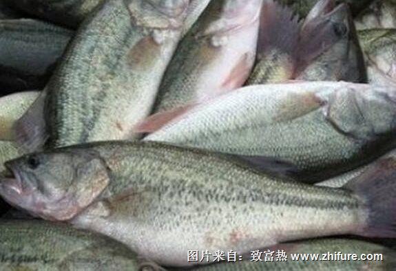 養(yǎng)一畝鱸魚能賺多少錢？養(yǎng)鱸魚的成本和利潤