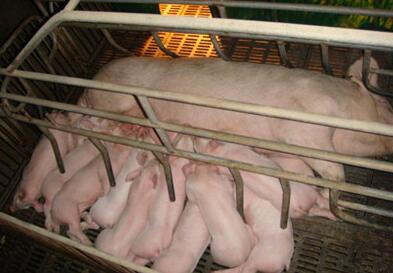 母豬難產怎么辦?