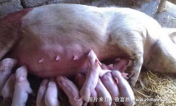 母豬也會(huì)便秘,那母豬便秘怎么辦?