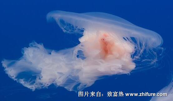 海蜇和水母的區別