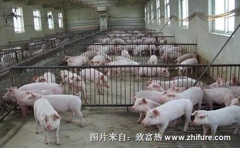 如何判定豬的驅(qū)蟲效果？