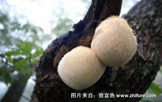 2017種猴頭菇賺錢嗎？2017種猴頭菇前景及市場價格行情分析