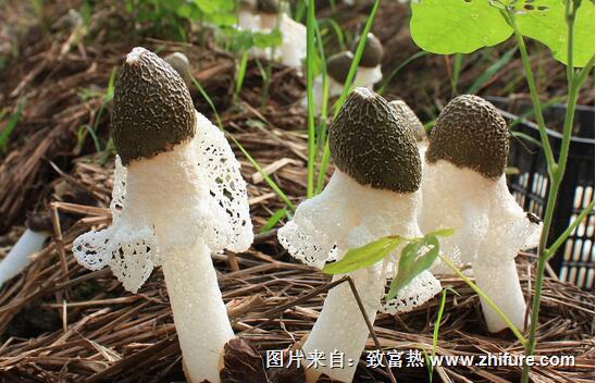 2017種竹蓀賺錢嗎？2017種竹蓀前景及市場價格行情分析