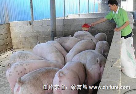 養(yǎng)豬可以添加中藥材 生病少長(zhǎng)得快