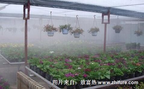 栽培花卉的環境要求