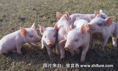 仔豬黃白痢的治療