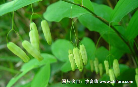 黃精種植新技術