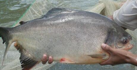 養(yǎng)殖淡水鯧成魚該如何喂養(yǎng)