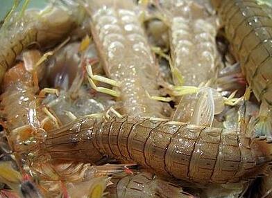 皮皮蝦的養(yǎng)殖技術