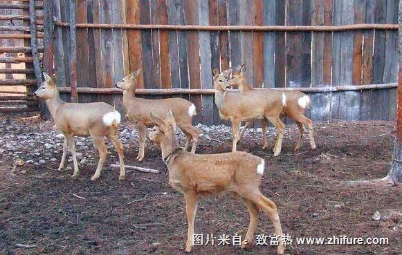 養100頭狍子能賺多少錢？養狍子的成本和利潤