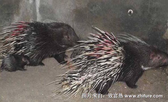 養30只豪豬能賺多少錢?養豪豬的成本和利潤