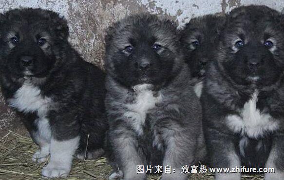 養(yǎng)100只肉狗能賺多少錢？養(yǎng)肉狗的成本和利潤