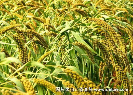 谷子怎么種？