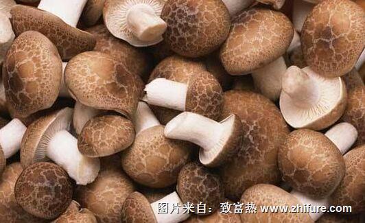 草菇種植前景怎么樣？需要什么條件呢？