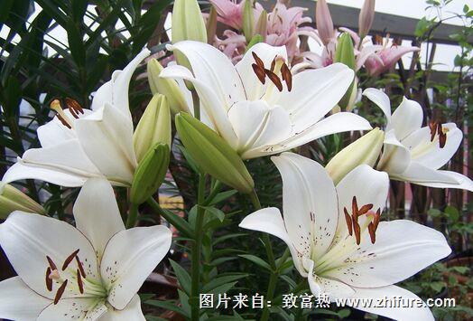 食用百合高產栽培技術