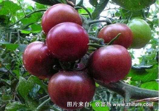 黑番茄是什么？有沒有黑番茄的種植技術？